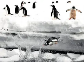  ??  ?? Jose Cortes’ photo of penguins in Antarctica