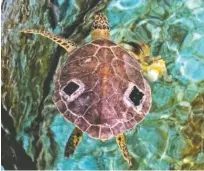  ?? CONTRIBUTE­D PHOTO ?? One of several turtles from the Georgia Sea Turtle Center takes a swim at the Tennessee Aquarium.