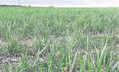  ?? BOLSA DE CEREALES DE CÓRDOBA ?? NECESITADO. El trigo sigue requiriend­o el aporte de agua en buena parte de la provincia de Córdoba.