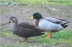  ??  ?? A female black duck and male mallard at Balyang Sanctuary,