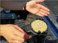  ??  ?? Rachel Czub tests some of the barley grown on her family’s farm in Moreau for moisture content.