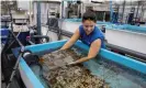  ??  ?? Biologist Emily Williams moves corals between tanks as researcher­s try to find out more about an outbreak of SCTLD in Florida in 2019