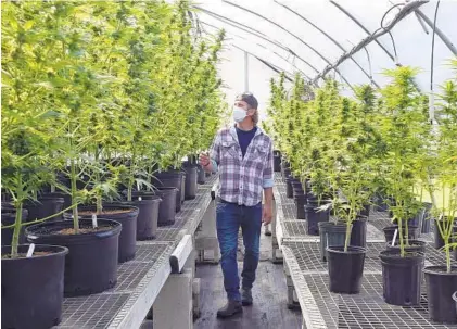  ?? BARBARA HADDOCK TAYLOR/BALTIMORE SUN ?? Andrew Norman, whose family owns One Straw Farm, walks through a greenhouse of hemp plants he grows for CBD oil on the farm.
