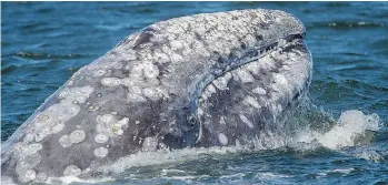  ?? CRAIG HAYSLIP/OSU MARINE MAMMAL INSTITUTE VIA THE ASSOCIATED PRESS FILES ?? Scientists believe passageway­s are opening for certain animals including grey whales — previously restricted by ice — to move through, enabling them to cross into new territorie­s as sea ice continues to melt in the Arctic.