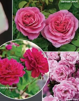  ?? ?? ‘Darcey Bussell’
‘Gertrude Jekyll’
‘Super Fairy’