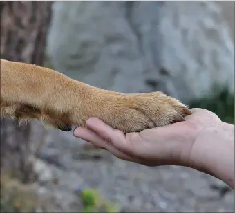  ??  ?? Owning a dog makes you less likely to die from heart disease