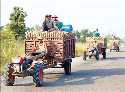  ?? HENG CHIVOAN ?? Farmers transport freshly-harvested cassava on tractors in Banteay Meanchey province.