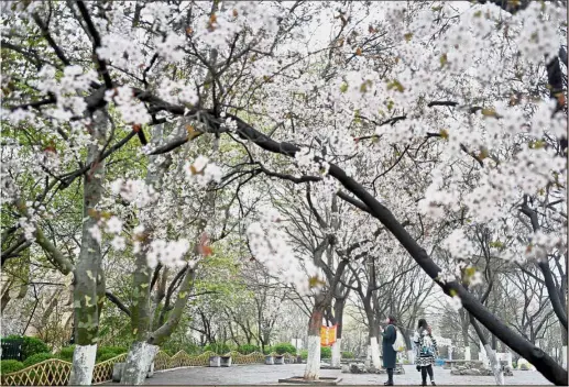  ?? — Xinhua ?? Full bloom Tourists viewing cherry blossoms in Wulongtan Park, or Five Dragon Pools Park, in Jinan, capital of east China’s Shandong Province.