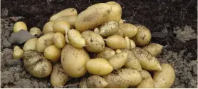  ?? PHOTO: KITCHEN GARDEN ?? Early potatoes will be ready to harvest this month.