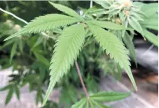  ?? AP PHOTO ?? A marijuana plant grows inside Ultra Health’s cultivatio­n greenhouse in Bernalillo, N.M.