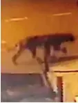  ??  ?? ABOVE: The big cat (or big dog) caught on CCTV in Oldbury, West Midlands.