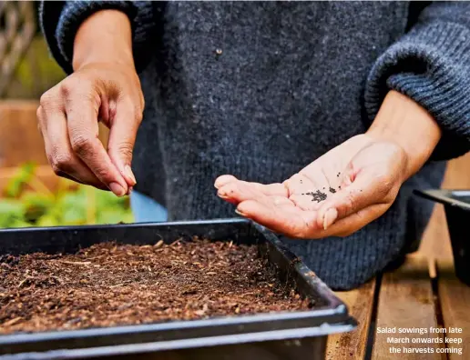  ?? ?? Salad sowings from late March onwards keep the harvests coming