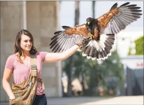  ?? Richard Vogel / Associated Press ?? Falconer Alyssa Bordonaro releasing her Harris’s hawk named Dany at the Museum of Modern Art in Los Angeles.