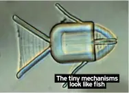  ?? ?? The tiny mechanisms
look like fish