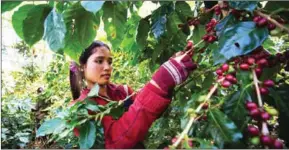  ?? VIENTIANE TIMES ?? A worker picks coffee cherries in a Dao-Heuang Group-owned coffee farm in Laos’ Champassak province in 2017.