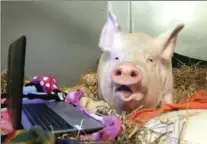  ??  ?? Esther the wonder pig appears not to like something on her laptop.