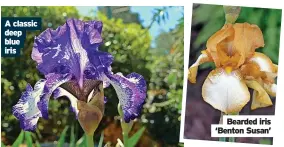  ?? ?? Bearded iris ‘Benton Susan’