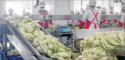  ?? AP PHOTO ?? Workers prepare kimchi on the production line at the Ryugyong Kimchi Factory on the outskirts of Pyongyang, North Korea.