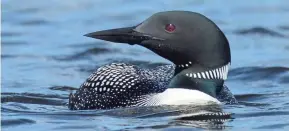  ?? MARK HOFFMAN/MILWAUKEE JOURNAL SENTINEL ?? A loon on Rest Lake in Manitowish Waters.