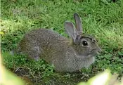  ??  ?? A wild rabbit spotted feeding on a private lawn in the middle of the day.