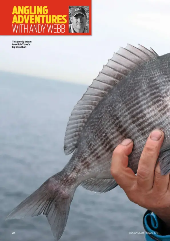  ??  ?? This greedy bream took Rob Yorke’s big squid bait