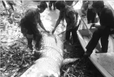  ??  ?? The belly of the crocodile blamed for the death of eight-year-old Heleyanti from Paitan being cut open to retrieve the girl’s body parts.