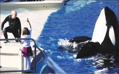  ?? BIZUAYEHU TESFAYE / ASSOCIATED PRESS ?? The show that featured killer whales cavorting with trainers and leaping high out of the Shamu Stadium pool will have its final performanc­es on Sunday.