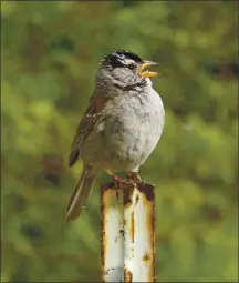  ?? COURTESY OF JN PHILLIPS ?? Whitecrown­ed sparrows in the Bay Area sang more softly when exposed to less background noise, a recent study found.