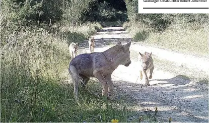  ??  ?? Neue Wildtier- Aufnahmen eines Wolfsrudel­s aus dem Truppenübu­ngsplatz Allentstei­g ( NÖ)