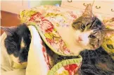  ?? COURTESY OF BETSY BOYD ?? Stanley and Jay, two of Baltimorea­n Betsy Boyd’s cats. Jay was the kidney donor for 17-year-old Stanley; Boyd spent $19,000 on the surgery.