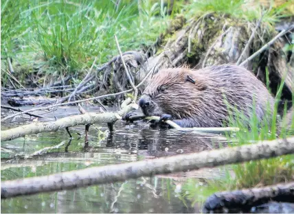  ??  ?? Cull debate Tayside is home to the largest beaver population in Scotland