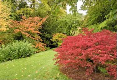  ??  ?? Euonymus hamiltonia­nus subsp. sieboldian­us leaves turn pink, orange and red in autumn. Four-lobed, pink fruit split to reveal orange and red seeds.
Euonymus alatus ‘Compactus’ brings a burst of fiery colour among the mellow yellow and orange foliage in the Lower Arboretum at Llanover.