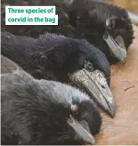  ??  ?? Three species of corvid in the bag