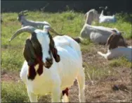  ?? SUBMITTED PHOTO ?? Goats clear the weeds at at Kendal~Crosslands Communitie­s.