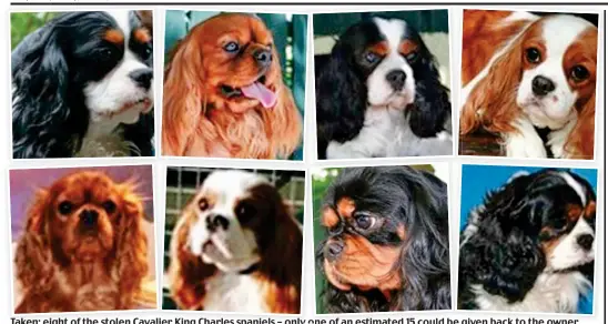  ??  ?? Taken: eight of the stolen Cavalier King Charles spaniels – only o one of an estimated 15 could be given back to the owner