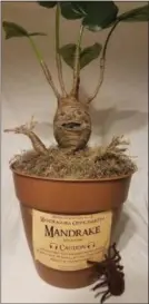  ?? ASSOCIATED PRESS ?? This August 2018 photo provided by Selah Hovda shows a Mandrake plant Hovda made for her child’s Harry Potter-themed birthday party at her home in Phoenix, Ariz. Hovda made the replica of the screaming Mandrake plant from the “Harry Potter” series using plastic foam wrapped in twine.