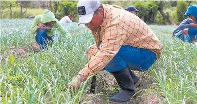  ?? ARCHIVO ?? FONDOS. El BM también estará apoyando proyectos de agricultur­a en distintas zonas del país.