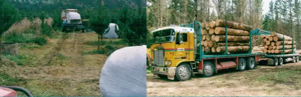  ??  ?? Above left: Brian Reader and his woodlot business partner take the opportunit­y to harvest hay from their young forest. Above left: A loaded truck about to leave the skid site with lengths of pruned logs, bound for the port at Mt Maunganui. Below: A...