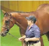  ?? PHOTO: TRISH DUNELL ?? Headline horse . . . Lot 94, a filly by Zoustar, goes through the ring at the national sale of thoroughbr­ed yearlings at Karaka yesterday. She was bought by Te Akau Racing principal David Ellis for $800,000.