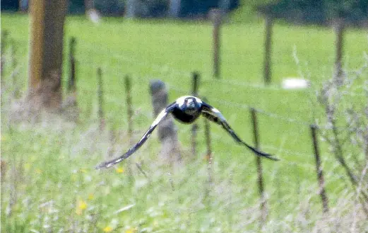  ?? KATRINA TIKEY ?? Magpie in flight.