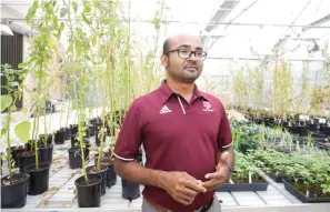  ?? Melissa Phillip/Houston Chronicle
via AP ?? ■ Muthu Bagavathia­nnan, assistant professor of Weed Science, talks about pigweed in a laboratory greenhouse at Texas A&M University on June 20 in College Station, Texas.