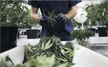  ?? SEAN KILPATRICK/THE CANADIAN PRESS ?? Staff produce medical marijuana at Canopy’s facility in Smiths Falls. Canopy co-CEO Bruce Linton suggests that alcohol giant Constellat­ion’s major investment in his company could give the two companies an edge over Big Pharma and other big firms.