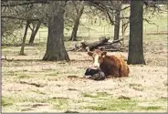  ?? (Courtesy photo) ?? Momma cow and her newborn calf rest in the pasture along the
Razorback Greenway.