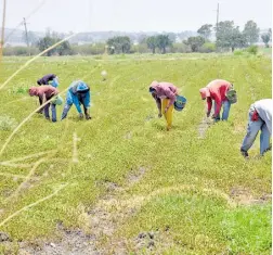  ??  ?? Los productore­s están decidiendo dejar sus tierras para irse a las fabricas.