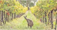  ?? FOTO: TOURISM AUSTRALIA ?? Wo Kängurus durch das Weinanbaug­ebiet hüpfen: Australien stellt sich als Top-Destinatio­n vor.