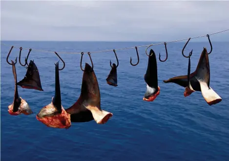  ?? (MARK CONLIN/VW PICS/UIG VIA GETTY IMAGE) ?? Sur la côte Pacifique du Mexique, des ailerons de requins mis à sécher.