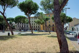  ??  ?? In piazza della Vittoria lunedì saranno abbattuti 24 pini