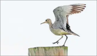  ?? [JIM MCCORMAC/FOR THE DISPATCH] ?? An upland sandpiper alights on a telephone pole in rural Ashtabula County.