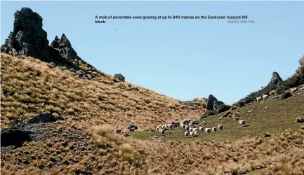  ?? PHOTO: ROB TIPA ?? A mob of perendale ewes grazing at up to 940 metres on the Gardynes’ tussock hill block.