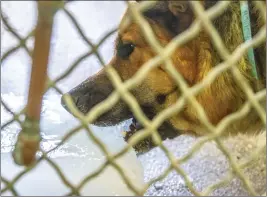  ?? Austin Dave/ The Signal ?? Romeo, a 5-year-old German shepherd, gnaws on a block of ice inside his quarters at the Castaic Animal Shelter on Thursday. Volunteers at the shelter reached out to the public about needing ice for the animals earlier last month.